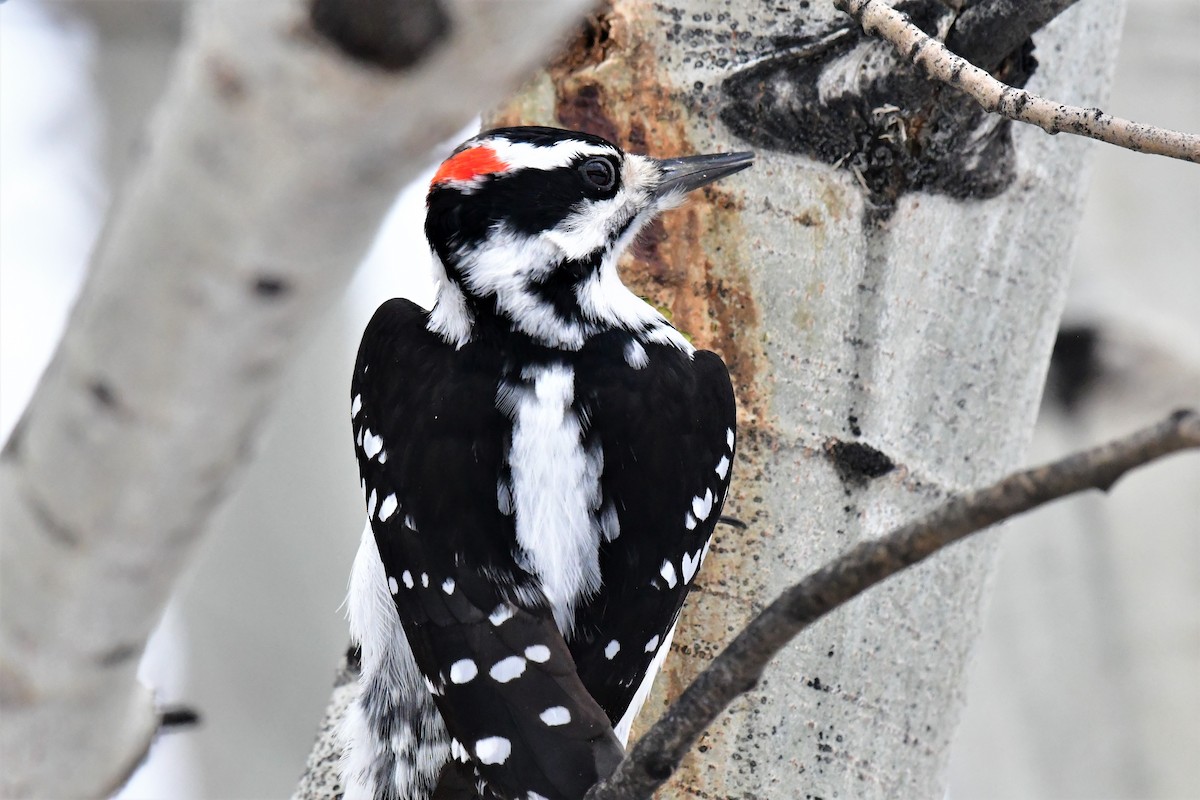 Hairy Woodpecker - Harold Ziolkowski