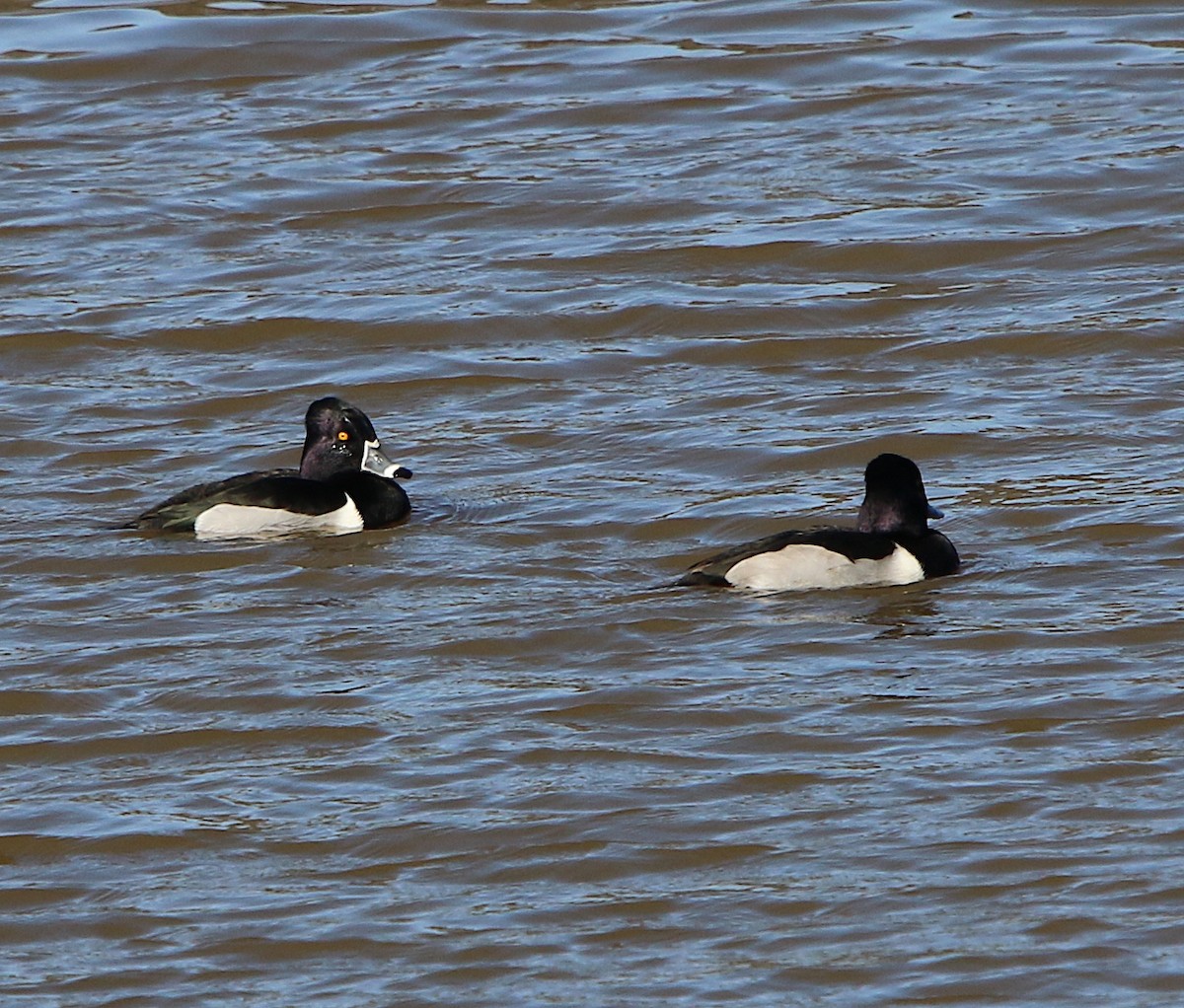 Ring-necked Duck - ML202260391