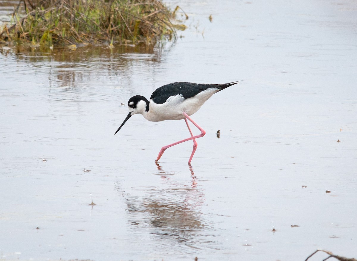 Black-necked Stilt - ML202260431