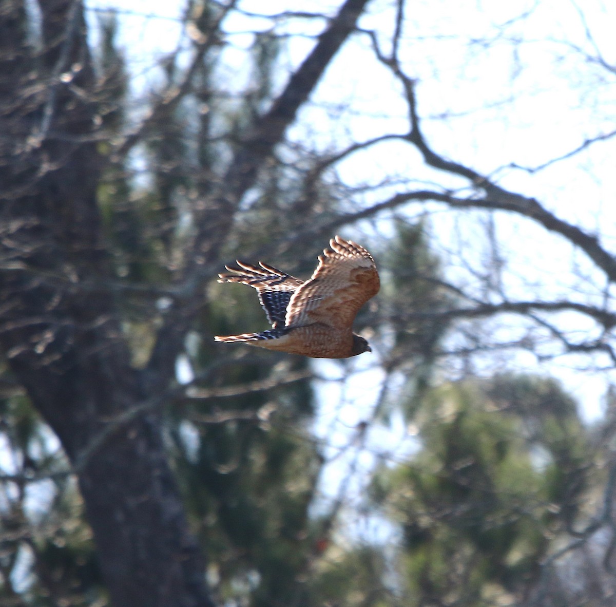 Red-shouldered Hawk - ML202260931