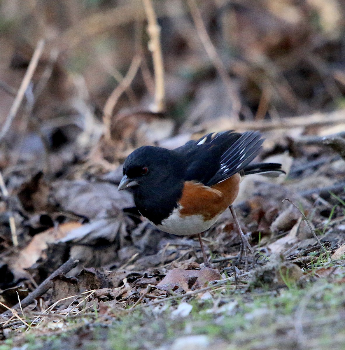 Eastern Towhee - ML202261391