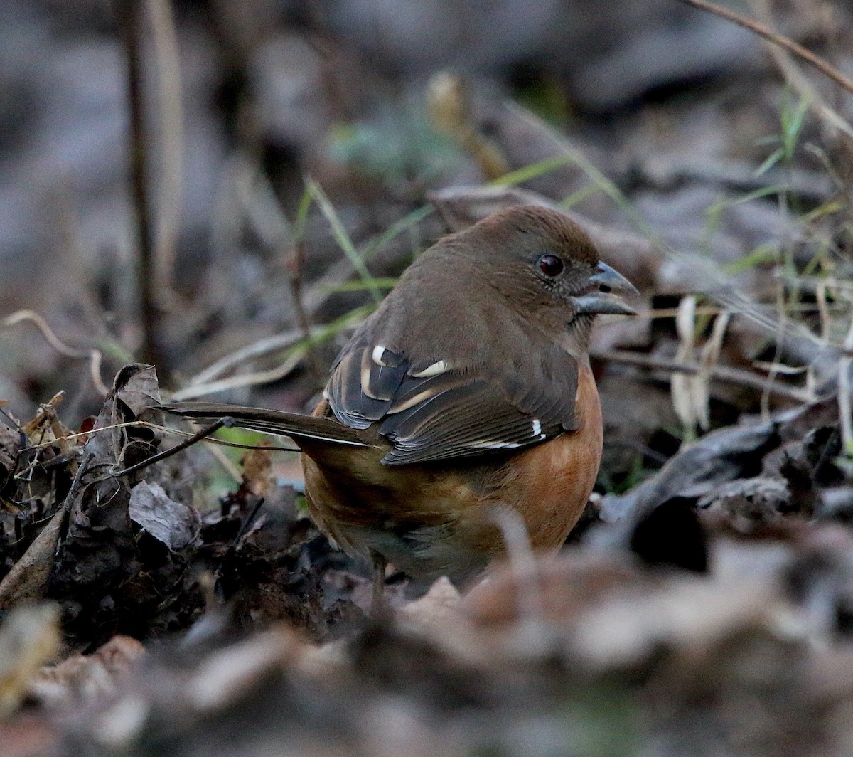 Eastern Towhee - ML202262261