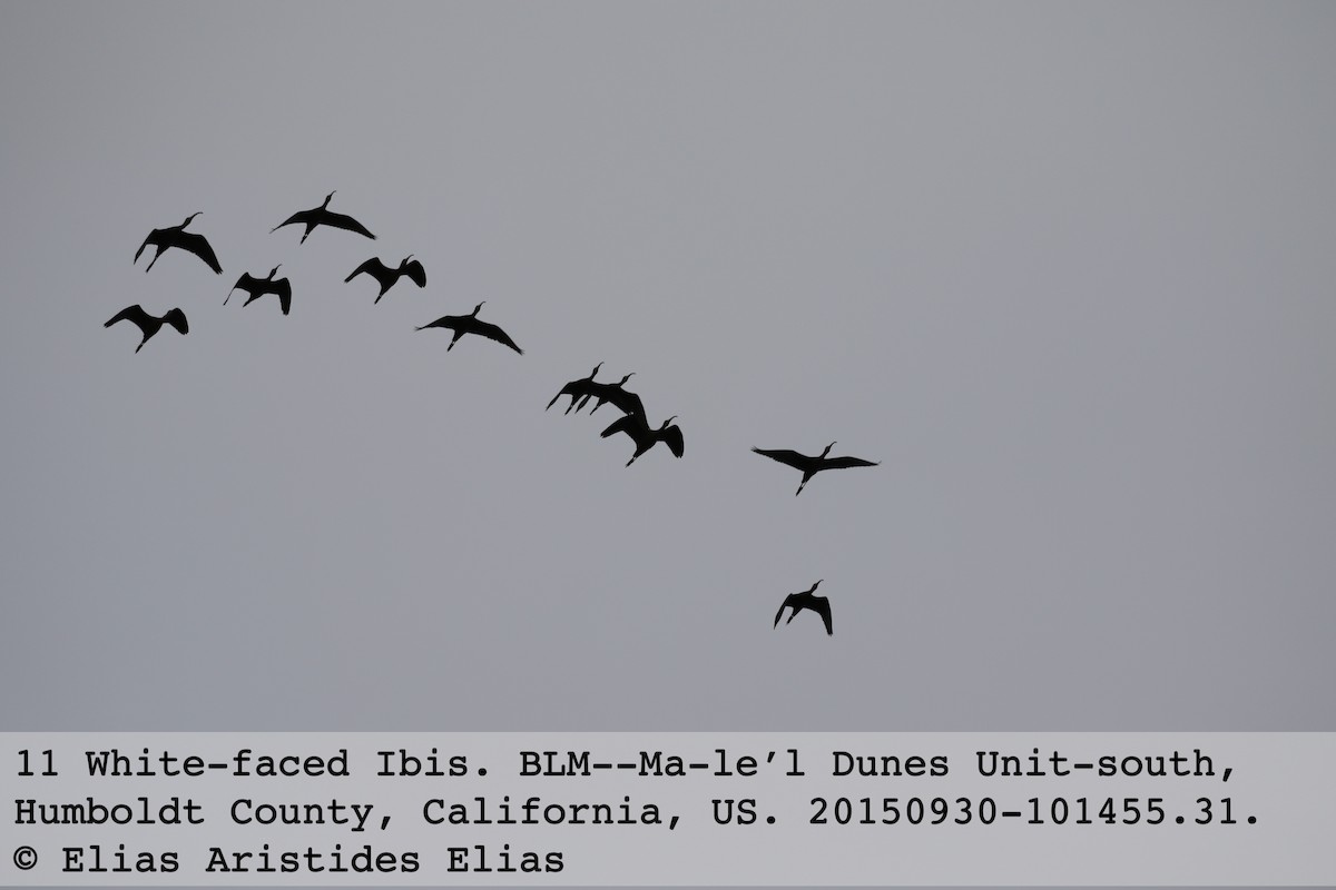 ibis americký - ML20226271