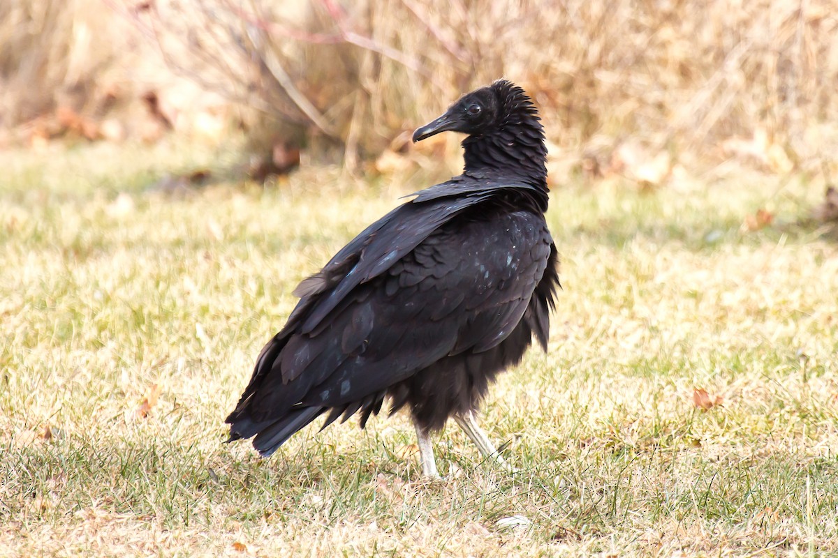 Black Vulture - graichen & recer