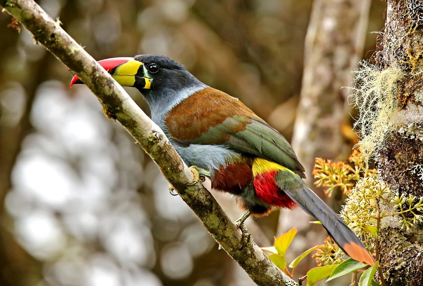 Gray-breasted Mountain-Toucan - ML20226471