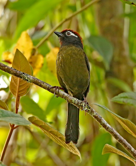 White-rimmed Brushfinch - ML20226491