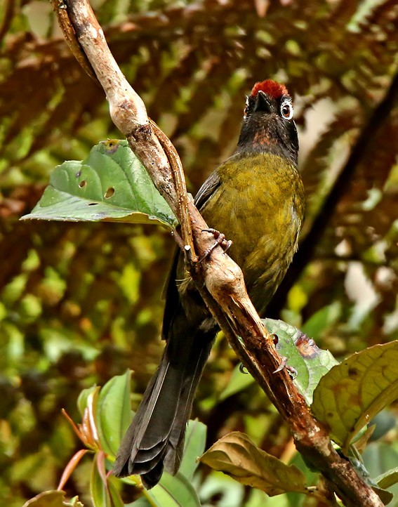 White-rimmed Brushfinch - ML20226501