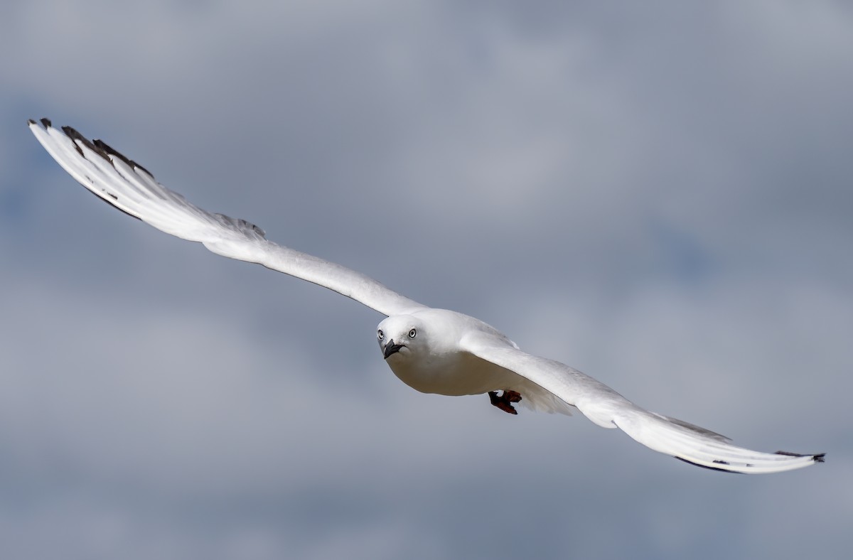 Black-billed Gull - Richard Simmonds