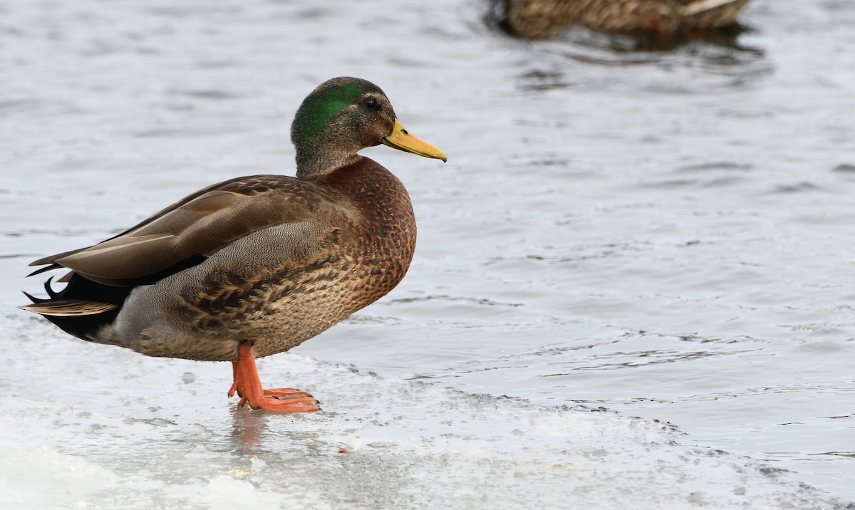 Mallard x American Black Duck (hybrid) - Matthew Garvin