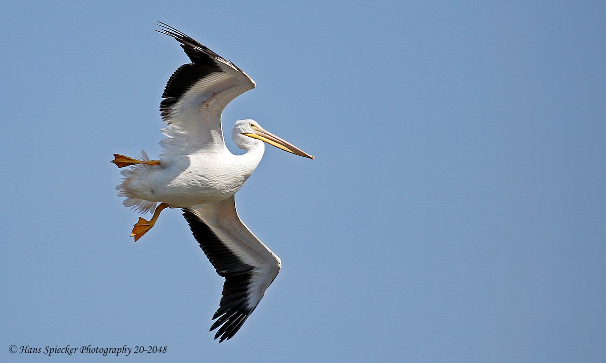 American White Pelican - Hans Spiecker