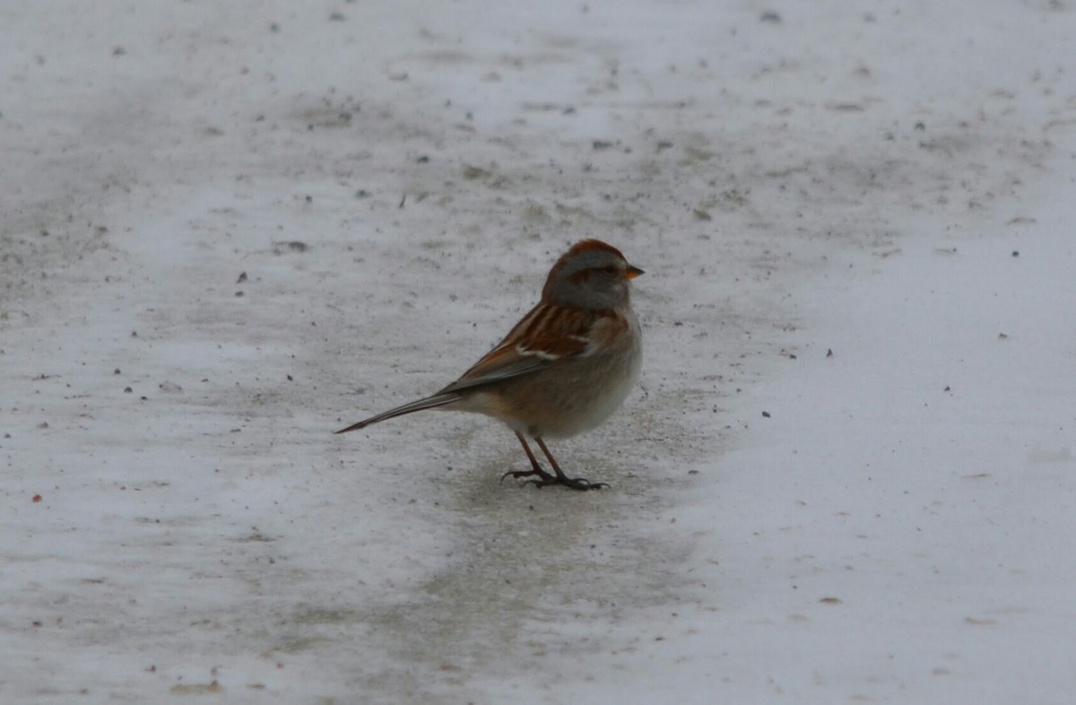 American Tree Sparrow - ML202266401