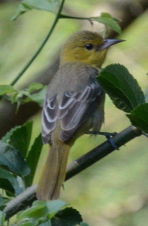 Orchard Oriole - ML202267051