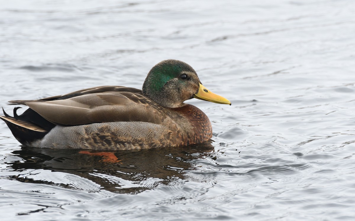 Mallard x American Black Duck (hybrid) - Matthew Garvin
