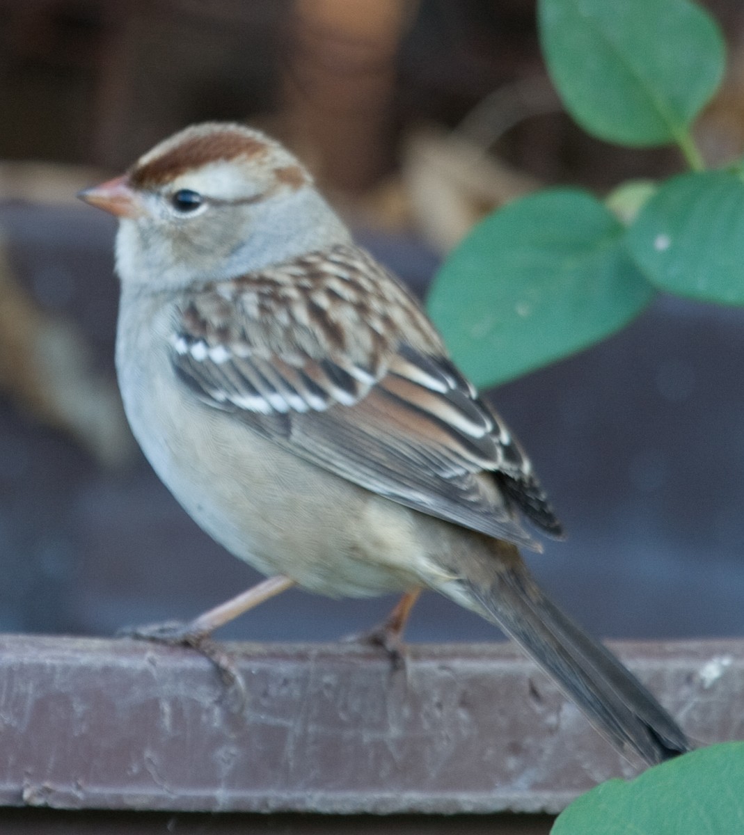 White-crowned Sparrow (leucophrys) - ML202269211