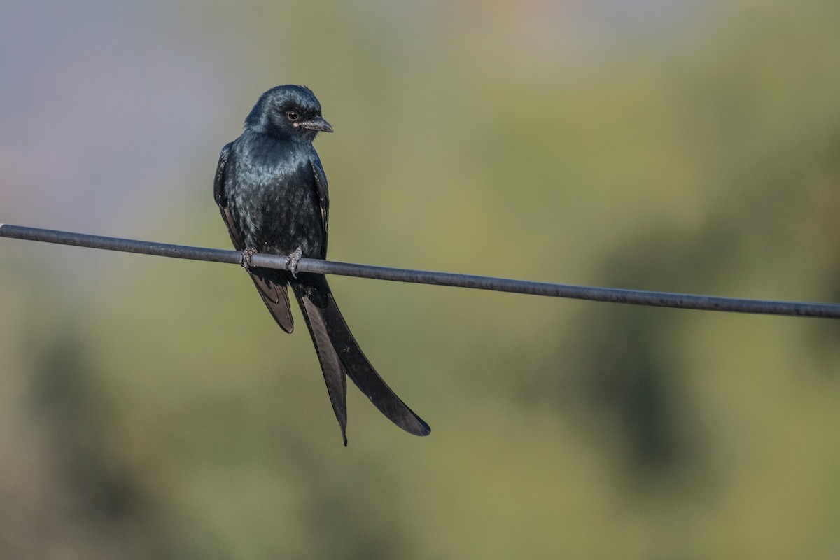 Black Drongo - ML202269371
