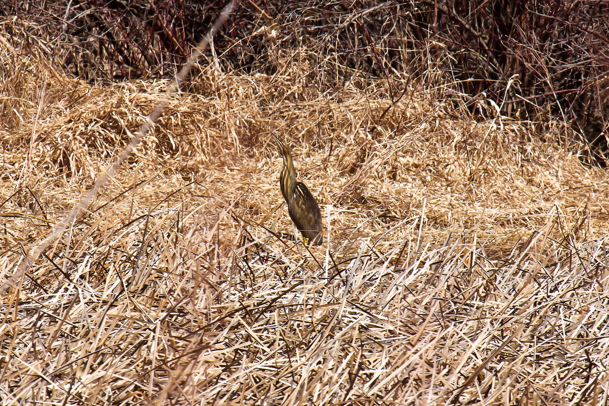 American Bittern - graichen & recer