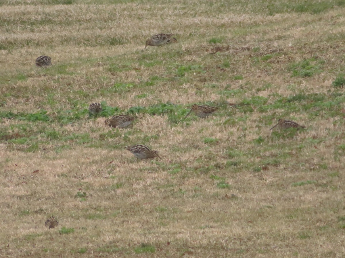 Wilson's Snipe - ML202271891