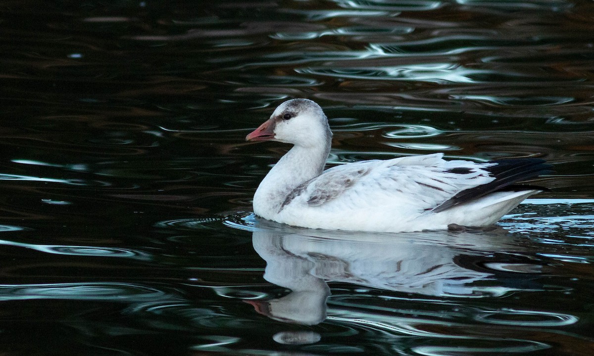 Ross's Goose - ML202272341