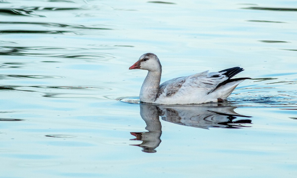 Ross's Goose - ML202272361