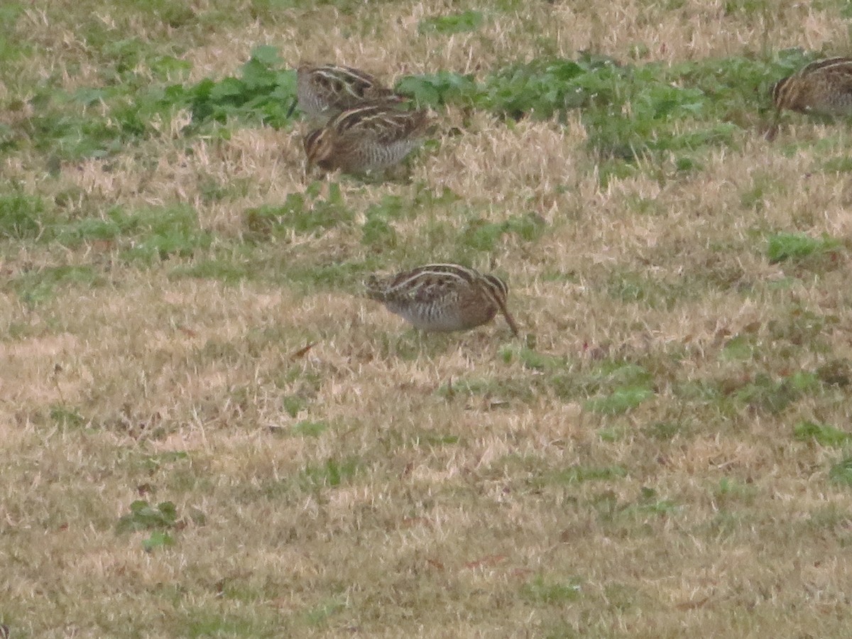 Wilson's Snipe - ML202272371