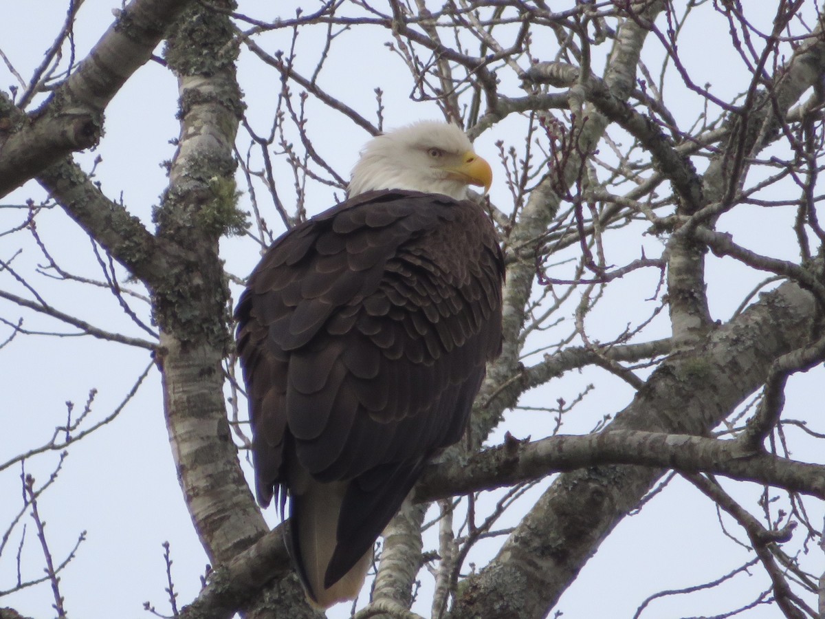 Bald Eagle - ML202272781
