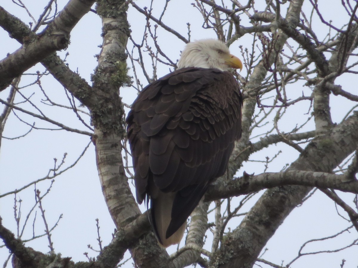 Bald Eagle - ML202272791