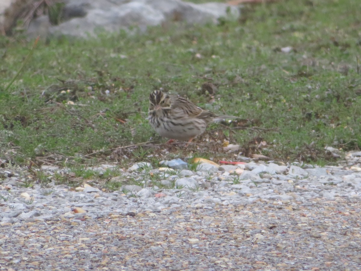 Savannah Sparrow - ML202273531