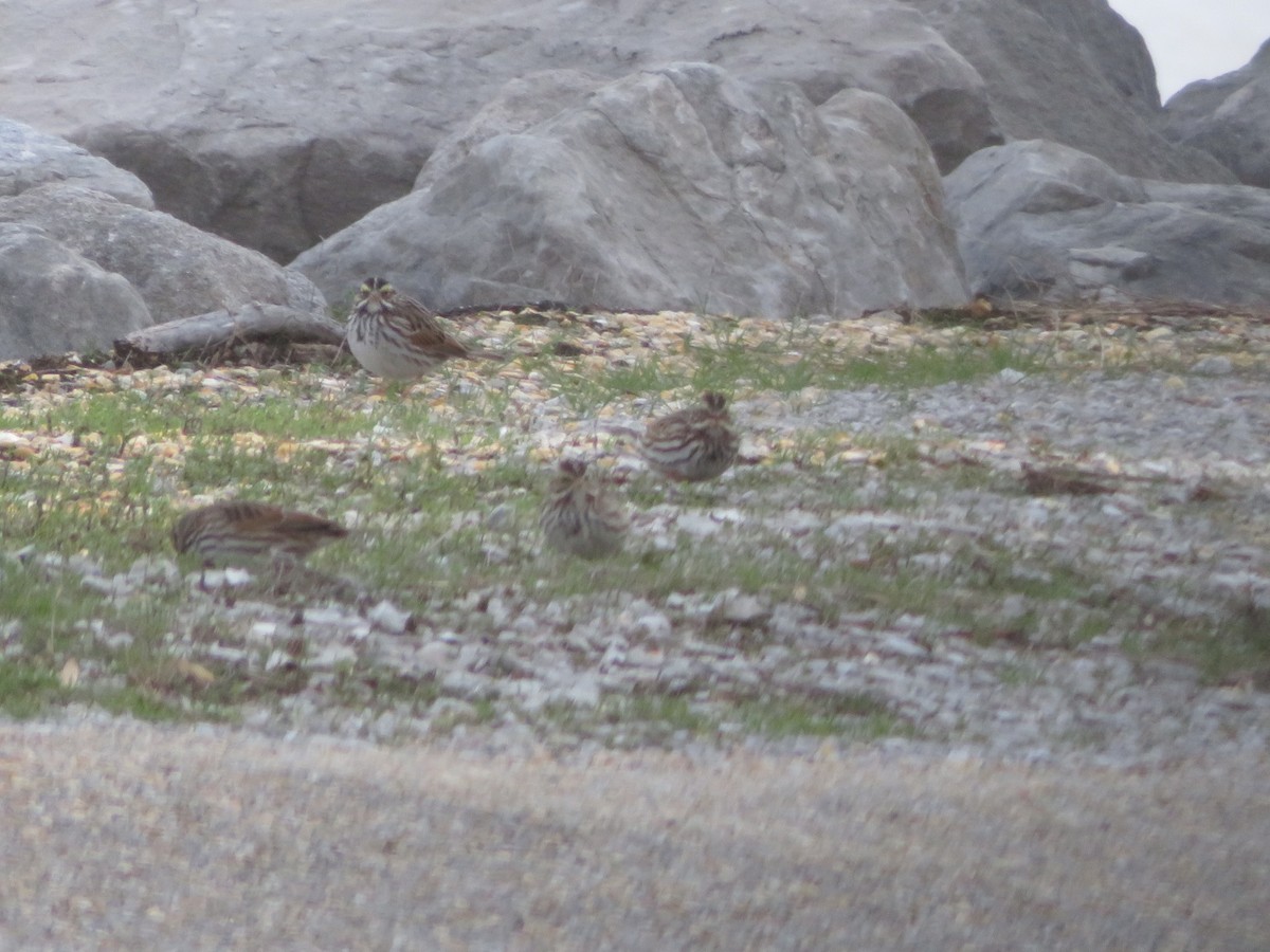 Savannah Sparrow - ML202273541