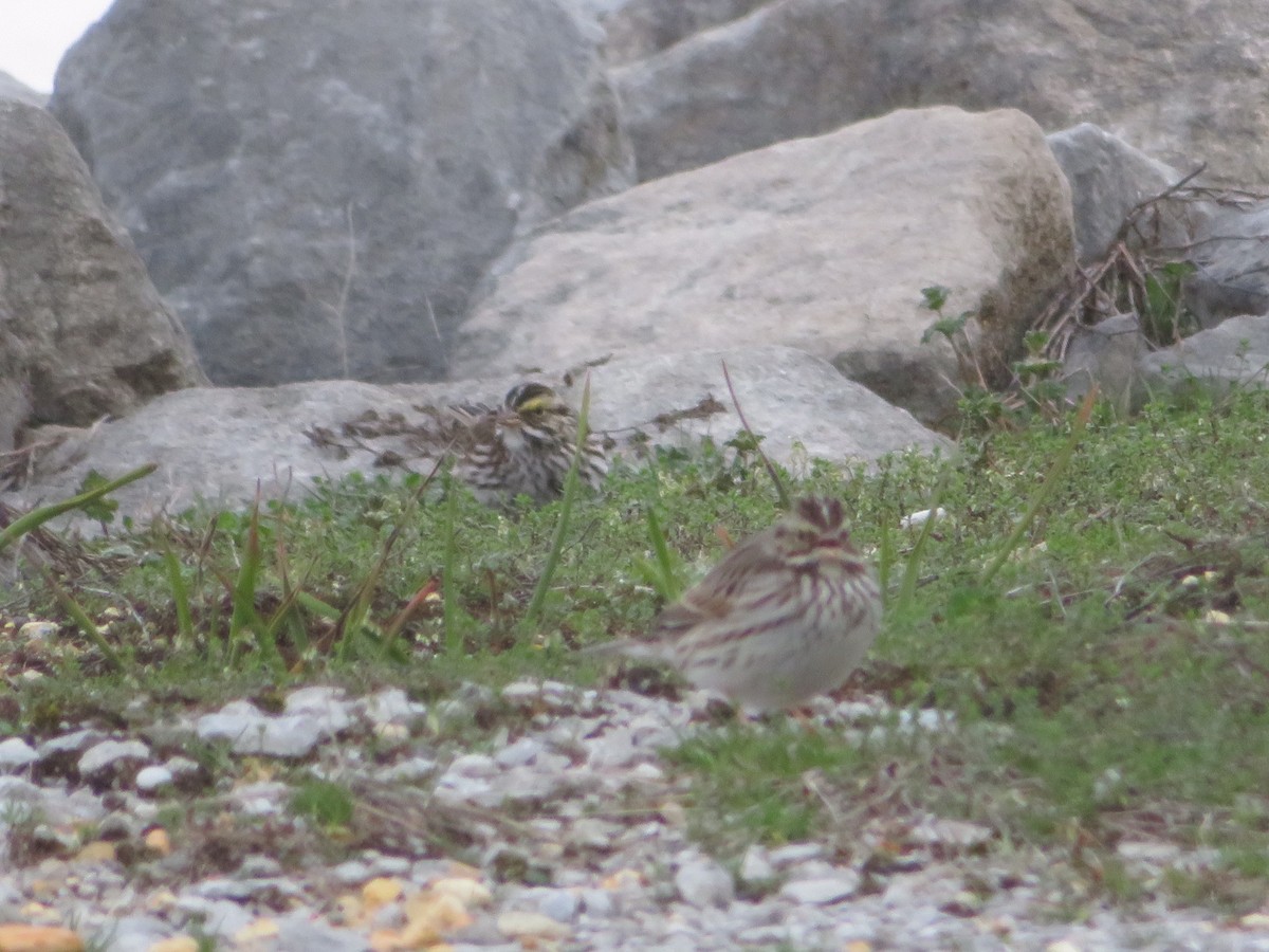Savannah Sparrow - ML202273561