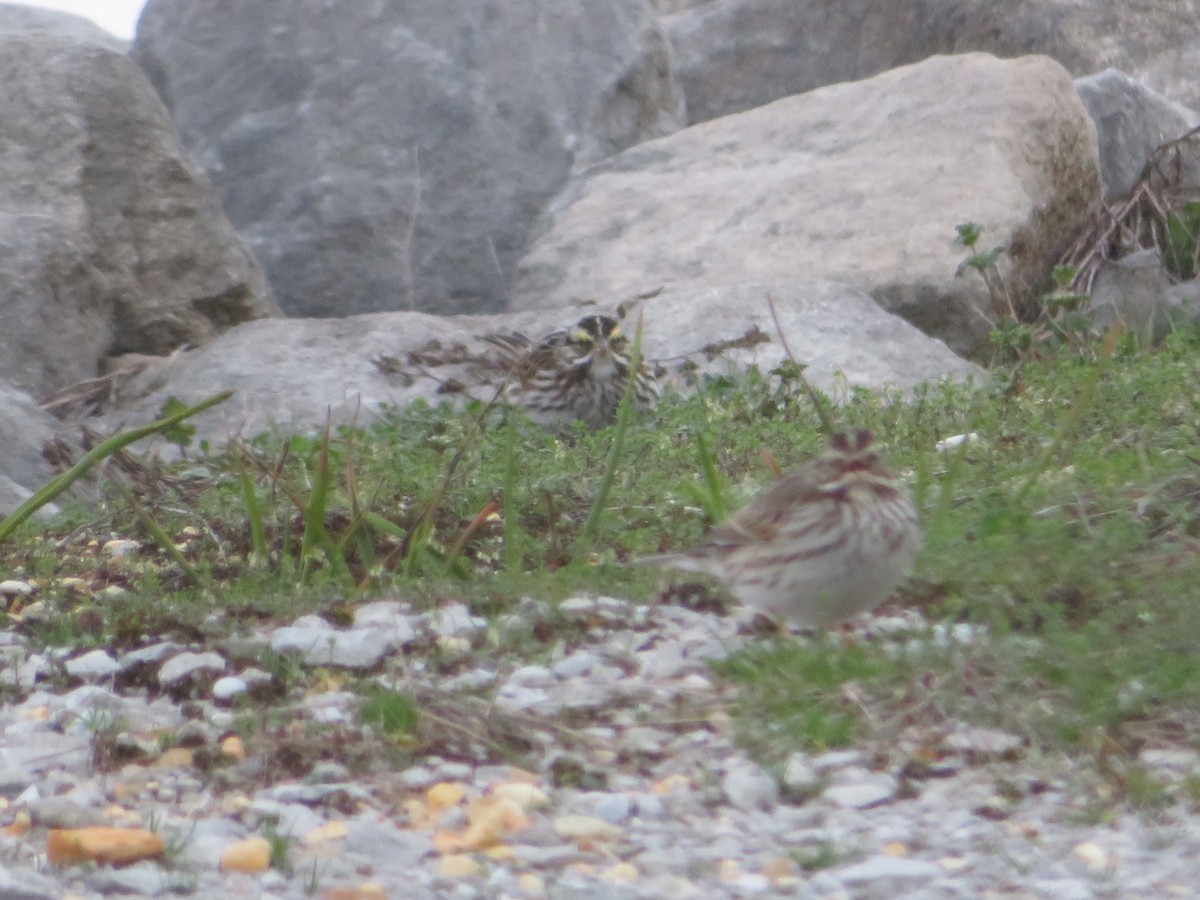 Savannah Sparrow - ML202273571
