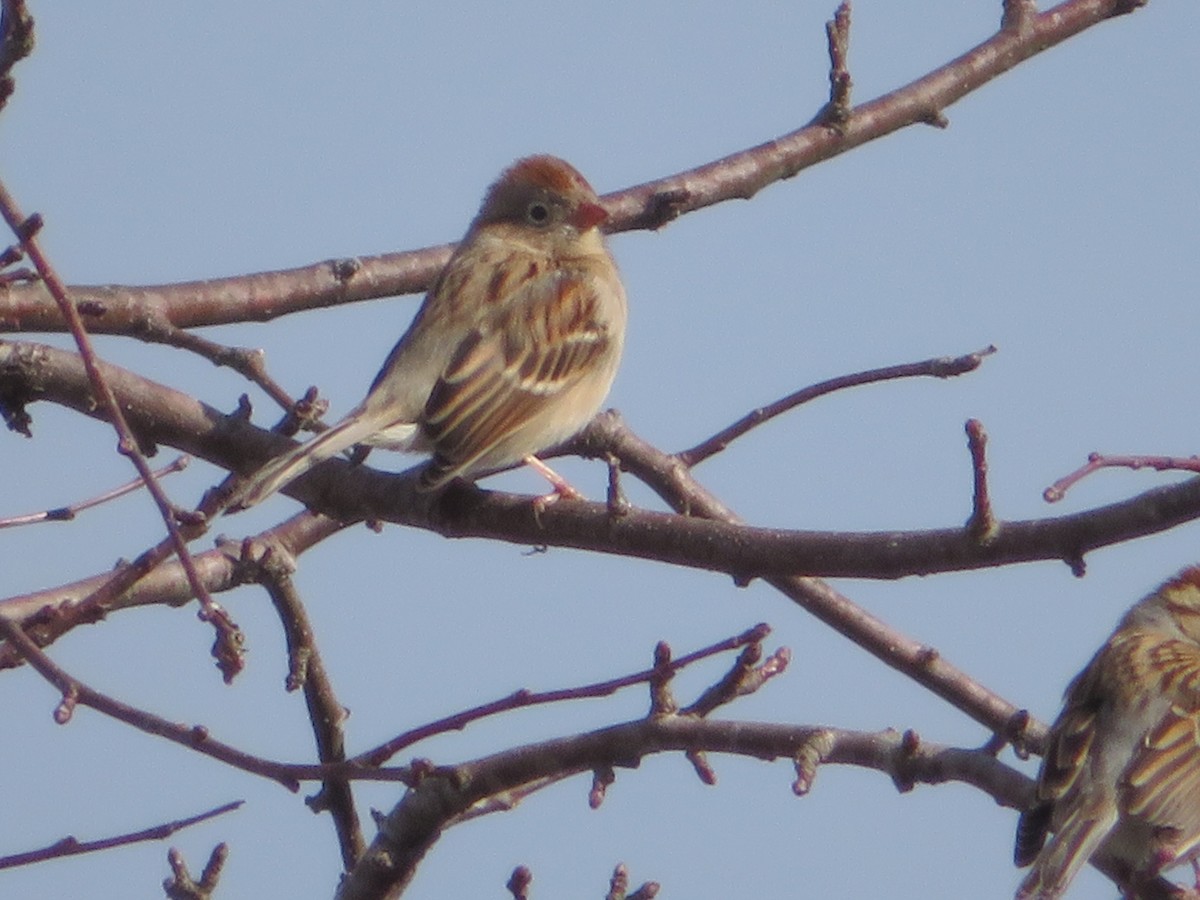 Field Sparrow - ML202274111
