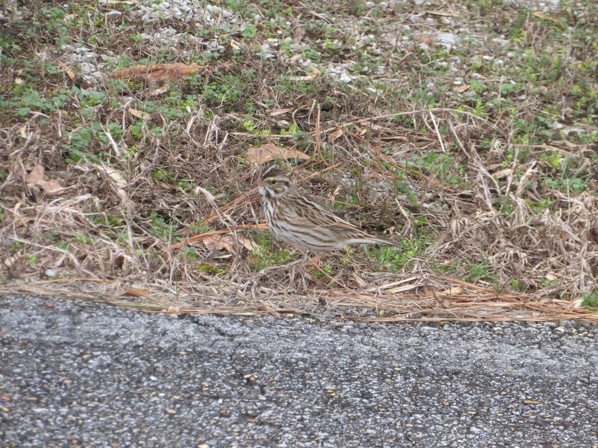 Savannah Sparrow - ML202274361