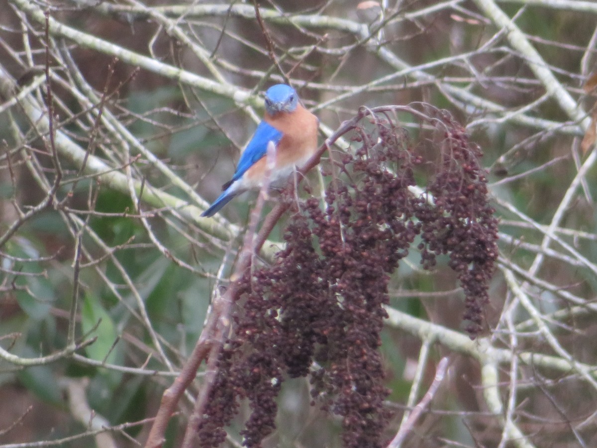Eastern Bluebird - ML202274731