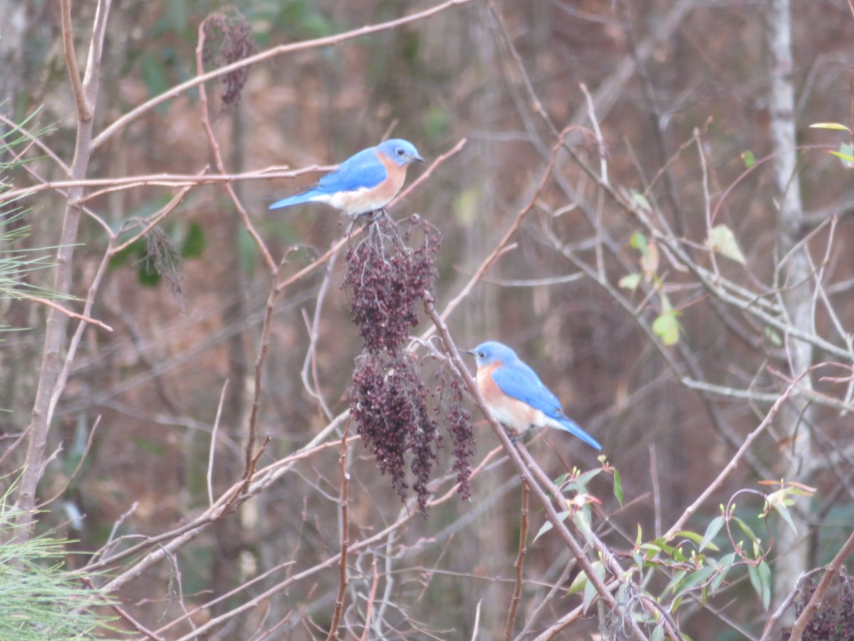 Eastern Bluebird - ML202274741