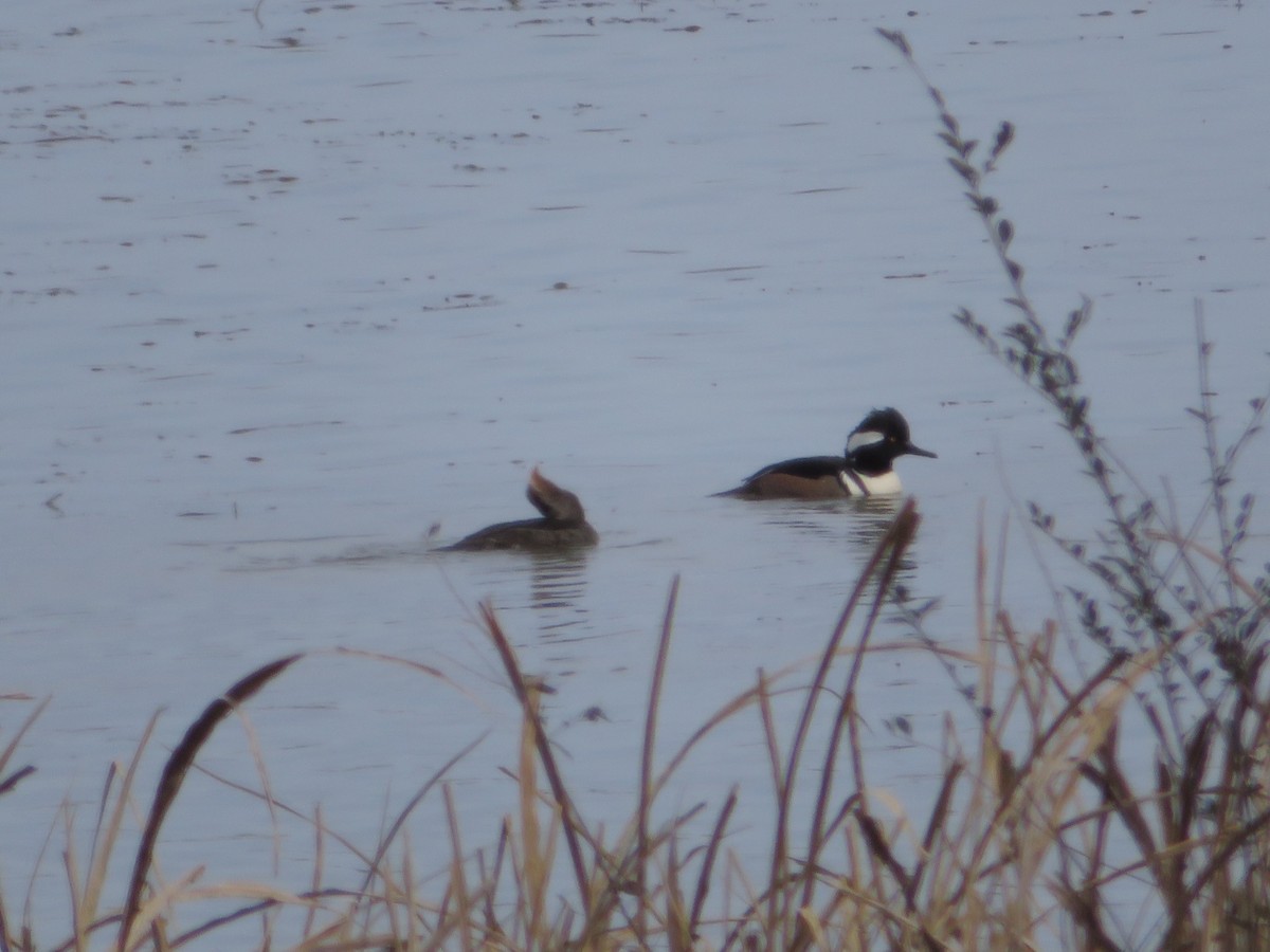 Hooded Merganser - ML202275111