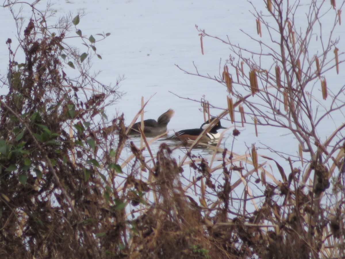 Hooded Merganser - ML202275141