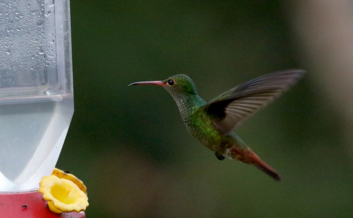 Rufous-tailed Hummingbird (Rufous-tailed) - ML202276141