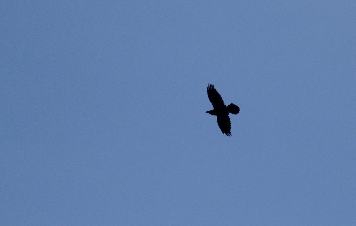 Common Raven - ML20227621