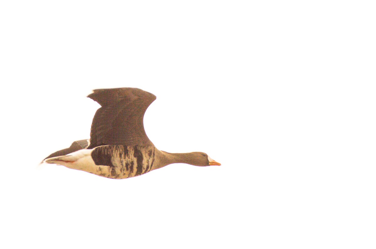 Greater White-fronted Goose - ML202277421