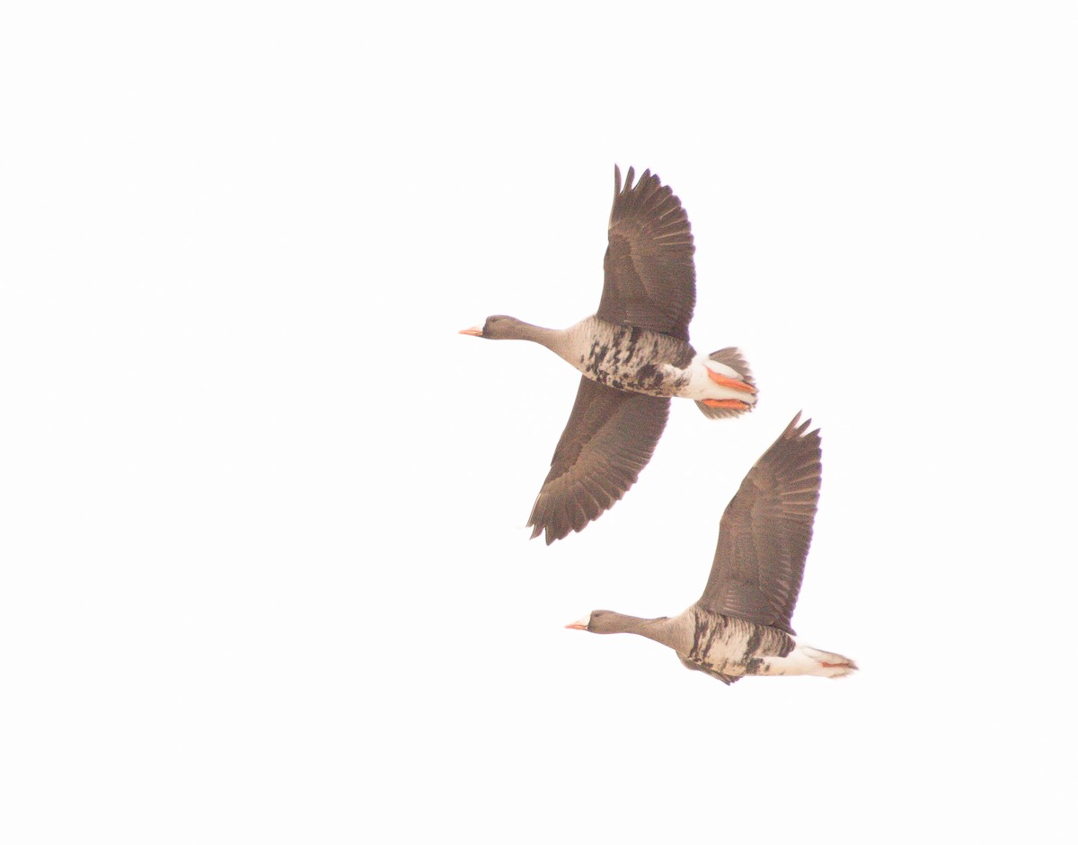 Greater White-fronted Goose - ML202277431