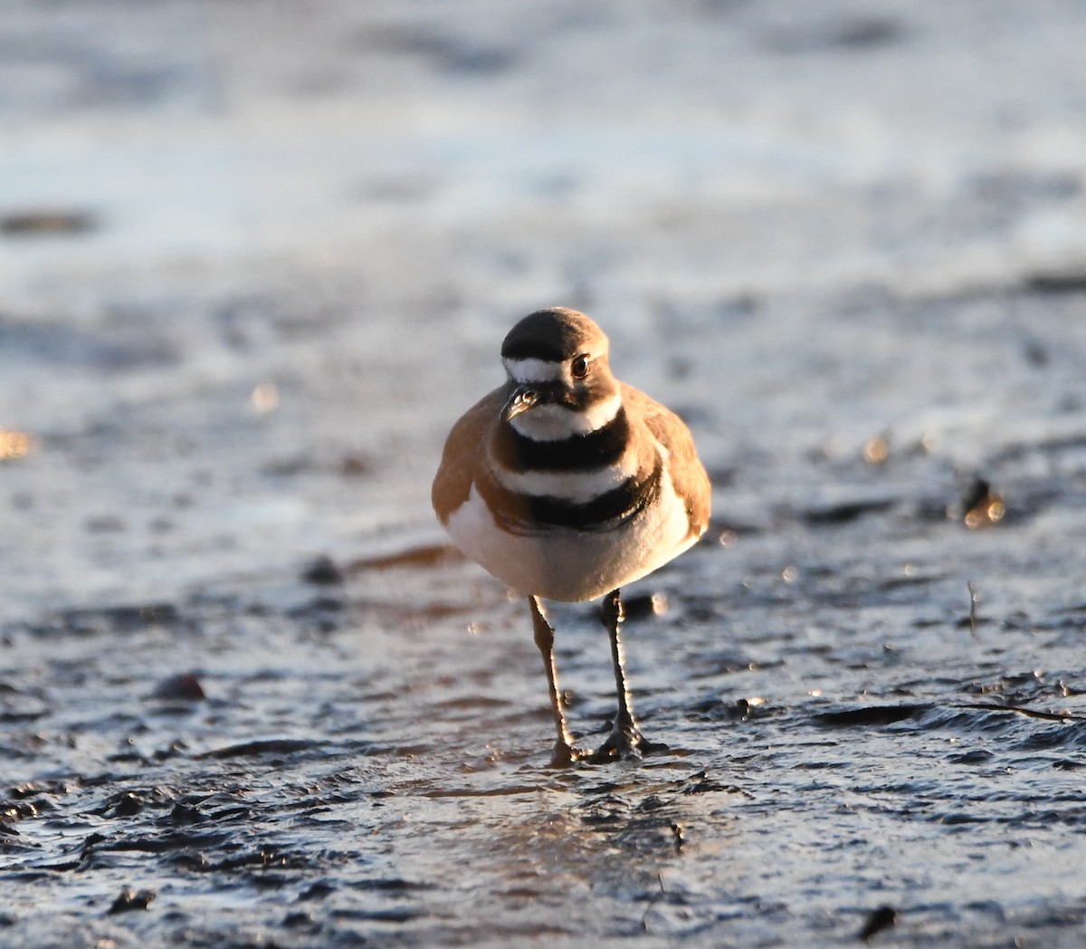 Killdeer - Jim Macaluso