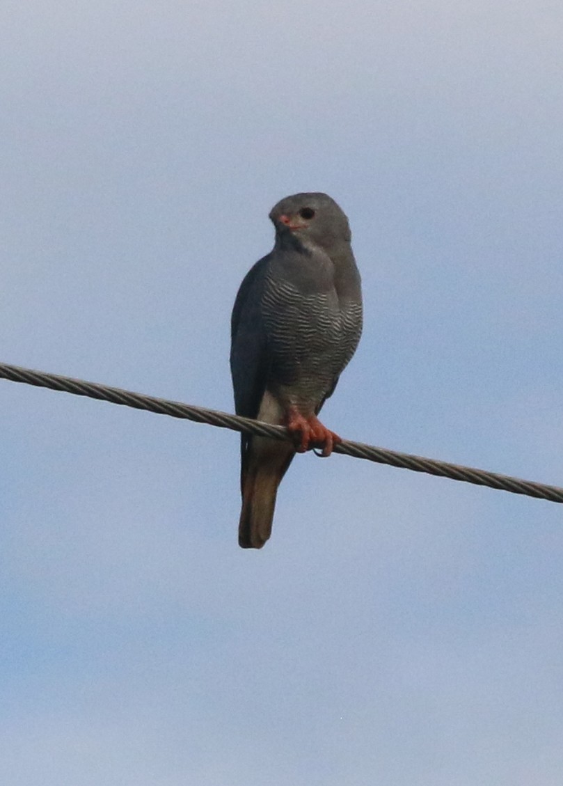 Lizard Buzzard - Dan Fox