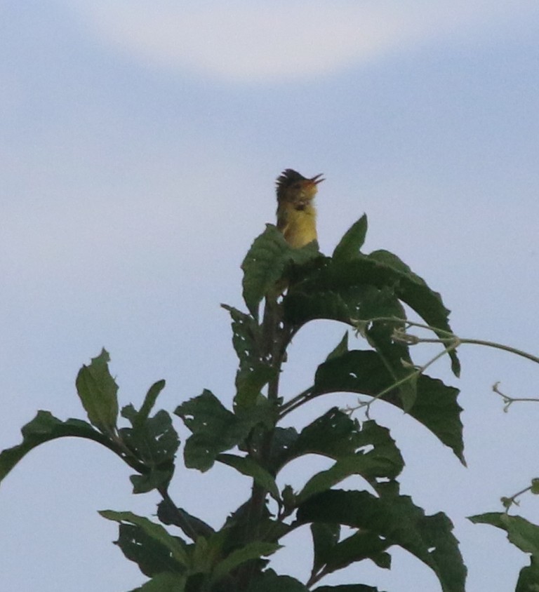 African Yellow-Warbler - ML202278081