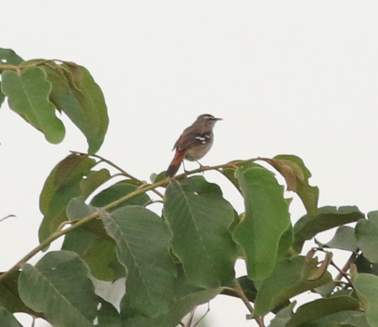 Brown-backed Scrub-Robin - Dan Fox