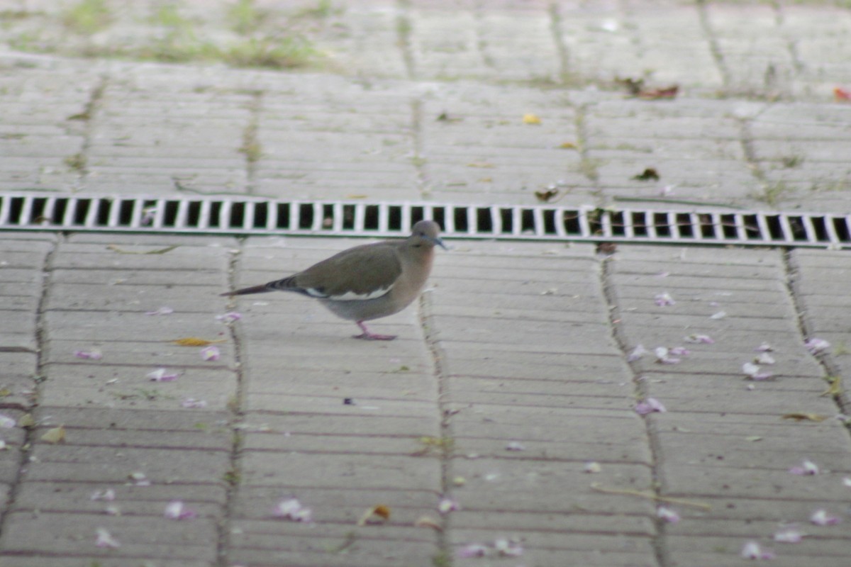 White-winged Dove - ML202279041