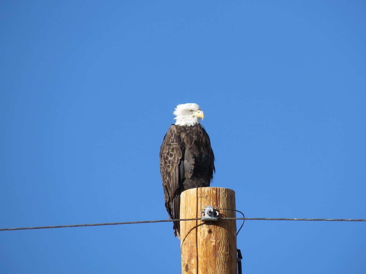 Bald Eagle - ML202280891