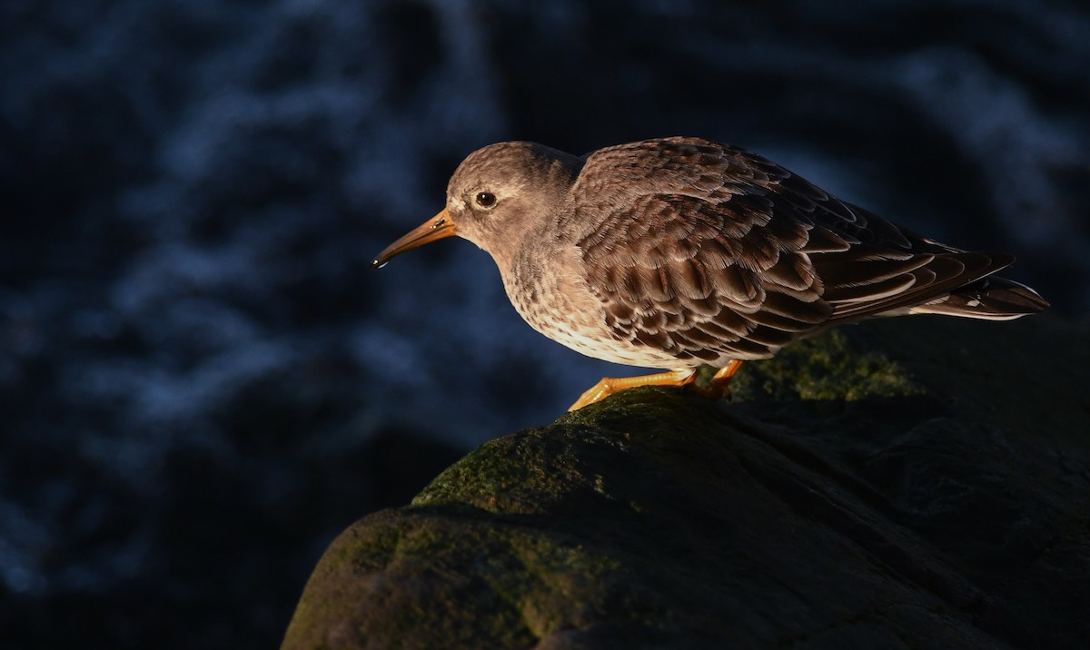 Purple Sandpiper - ML202281661