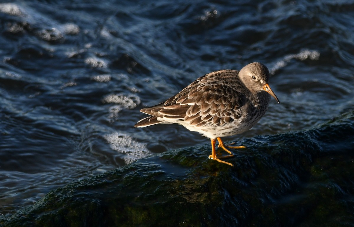 Purple Sandpiper - ML202281681