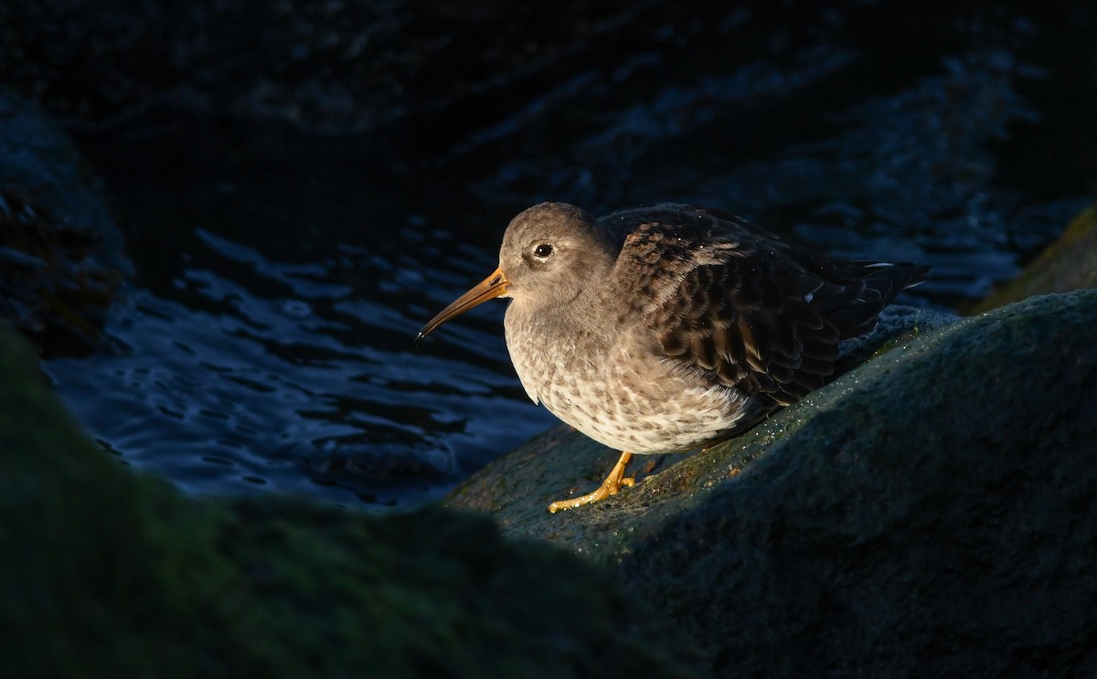 Purple Sandpiper - ML202281691
