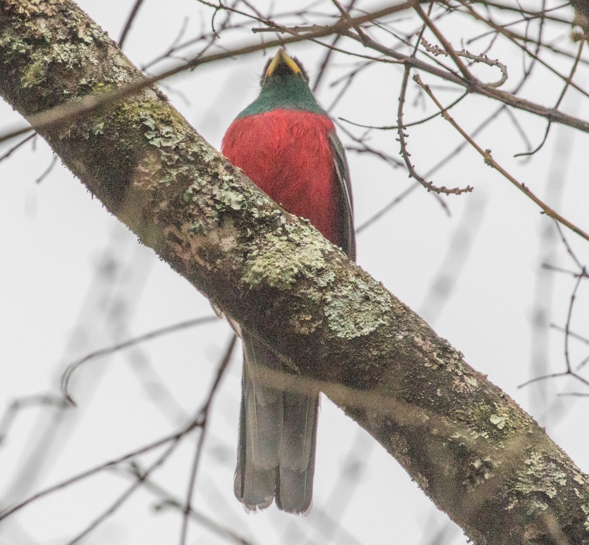 Narina Trogon - Robert Bochenek